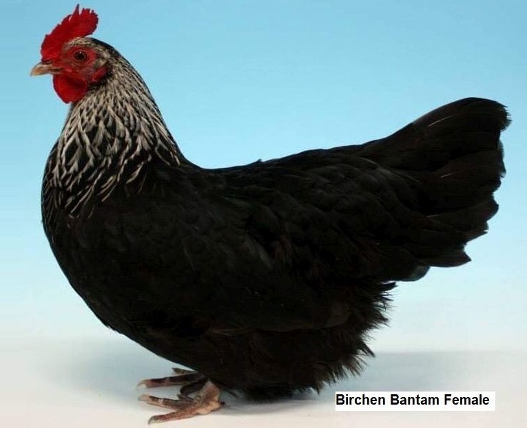 Birchen Female